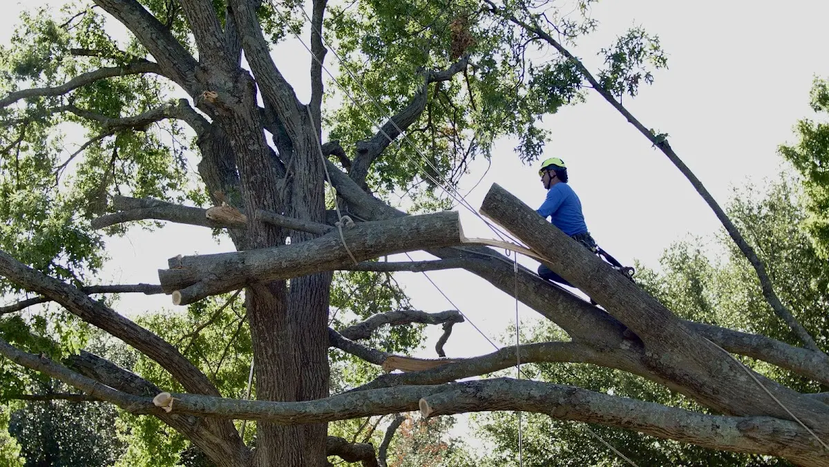 Professional Crown Thinning performed by certified arborists in Laura