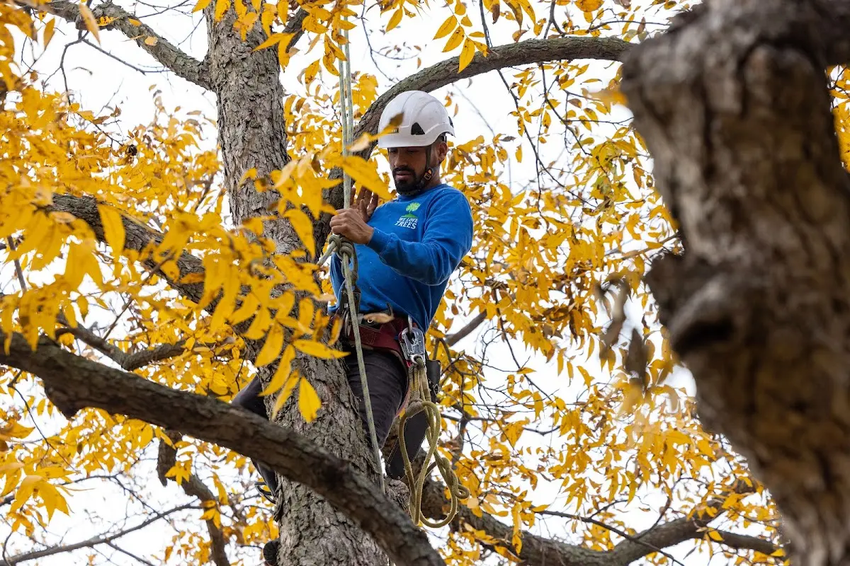 Skilled Dead Tree Removal crew working in Laura